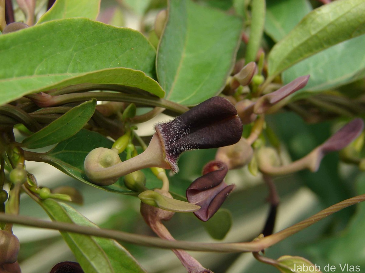 Aristolochia indica L.